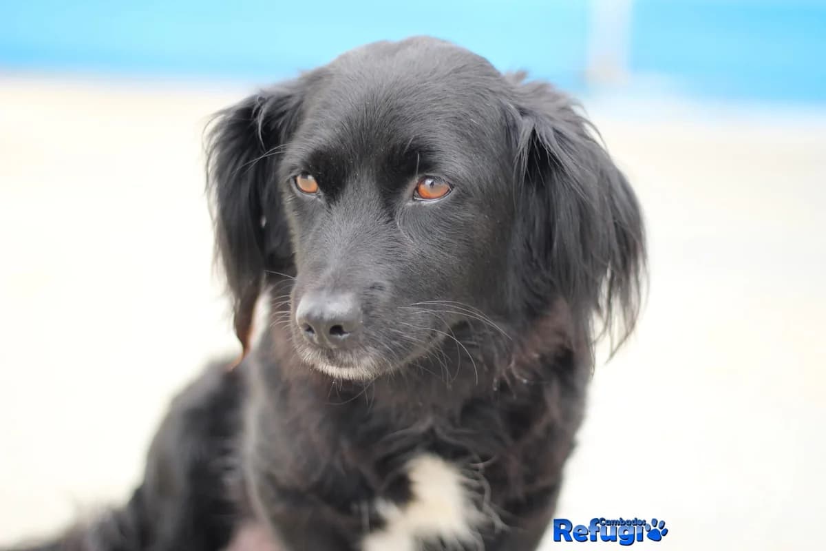 Xia, female Mixed Breed for adoption at Refugio Cambados