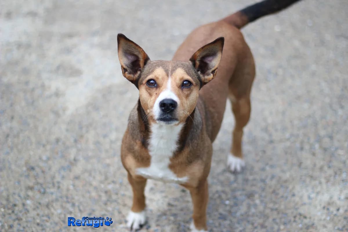 Patri, female puppy Mixed Breed for adoption at Refugio Cambados