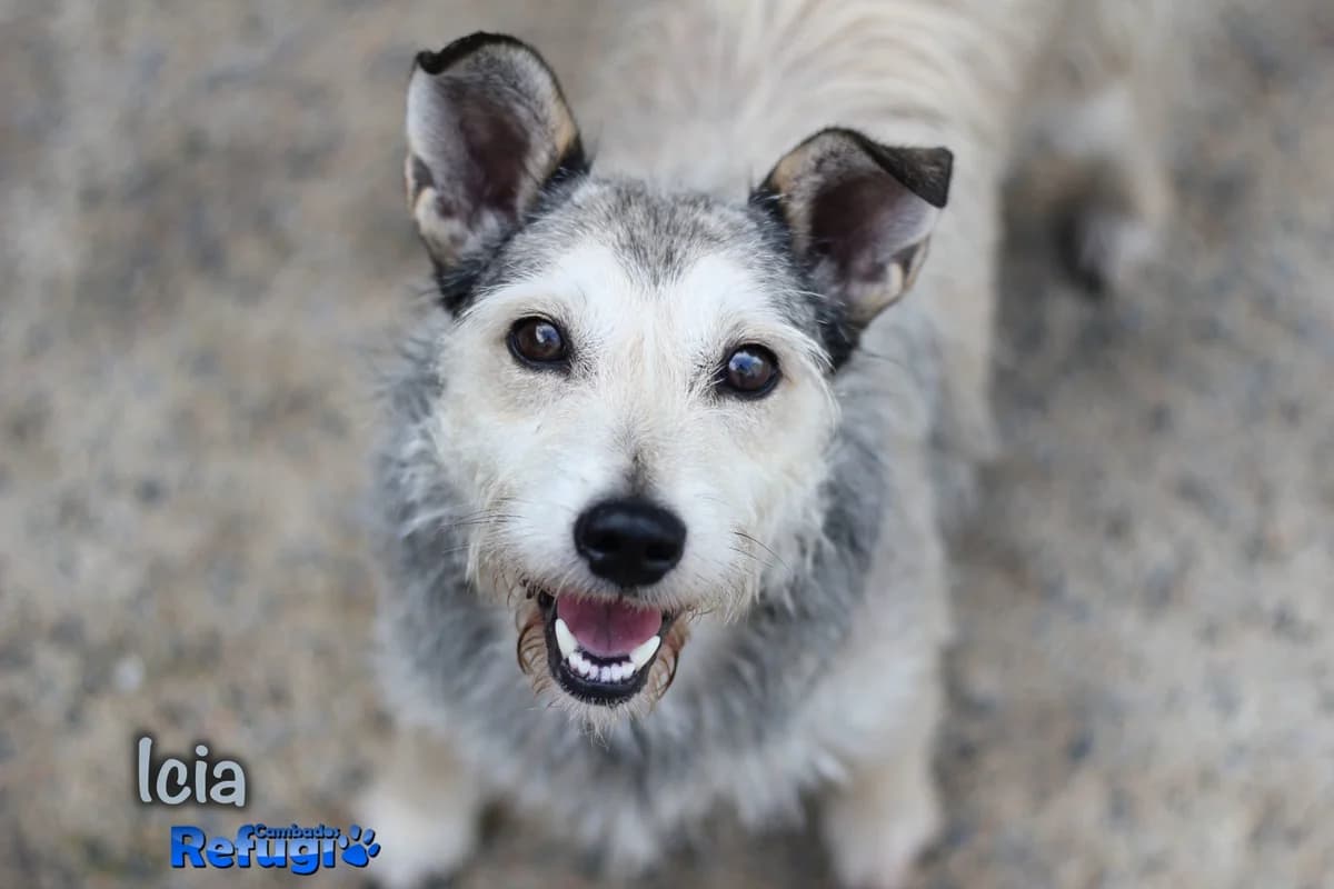 Icia, female puppy Mixed Breed for adoption at Refugio Cambados