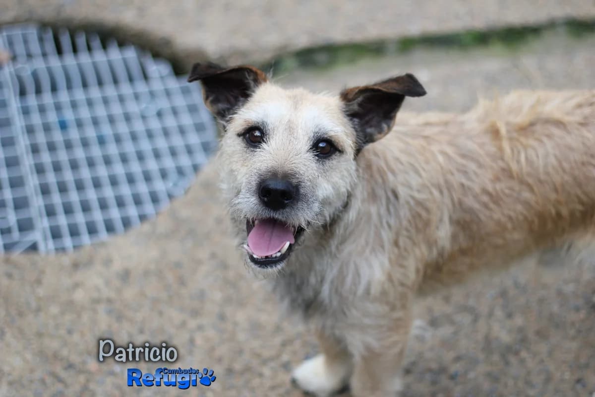 Patricio, male puppy Mixed Breed for adoption at Refugio Cambados