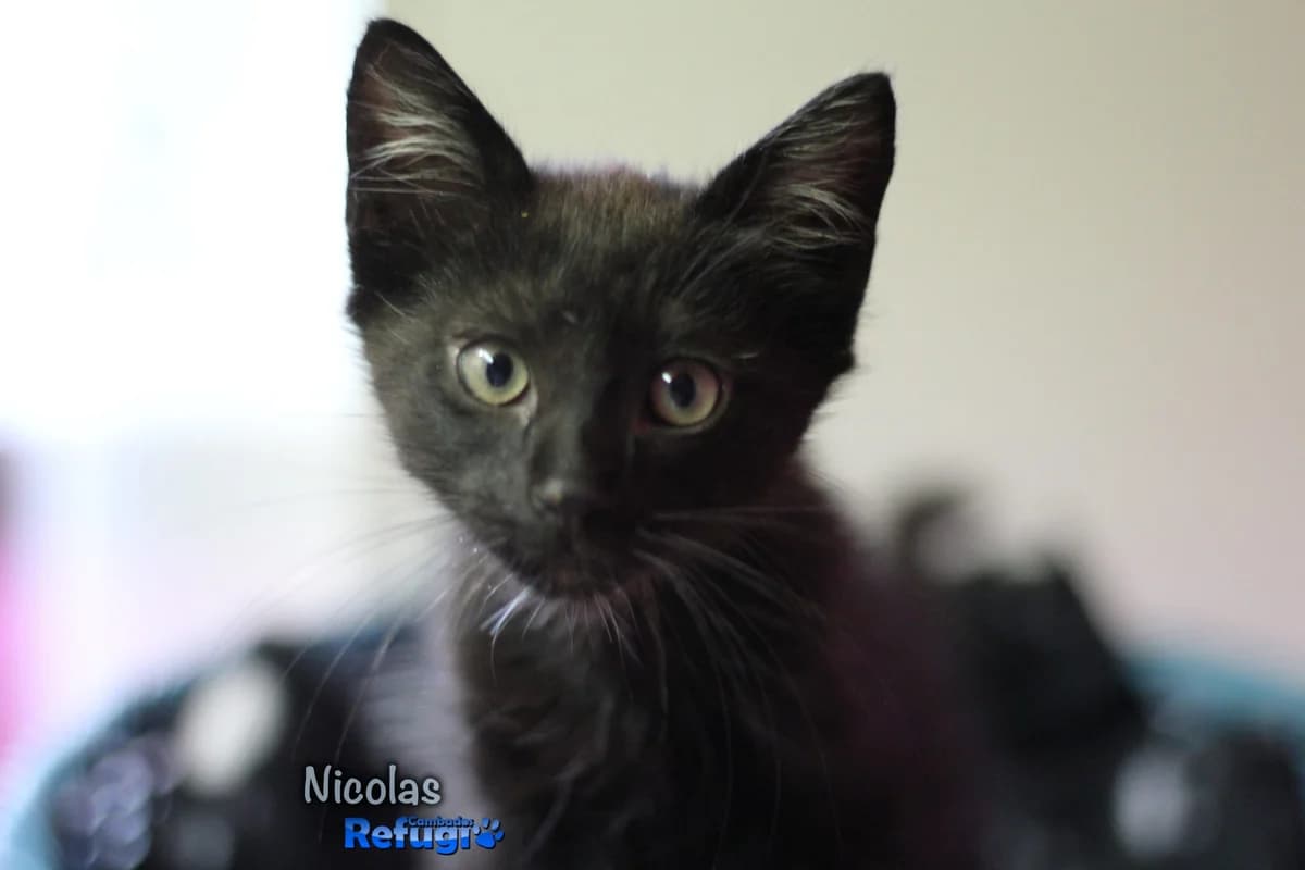 Nicolas, male puppy Mixed Breed for adoption at Refugio Cambados