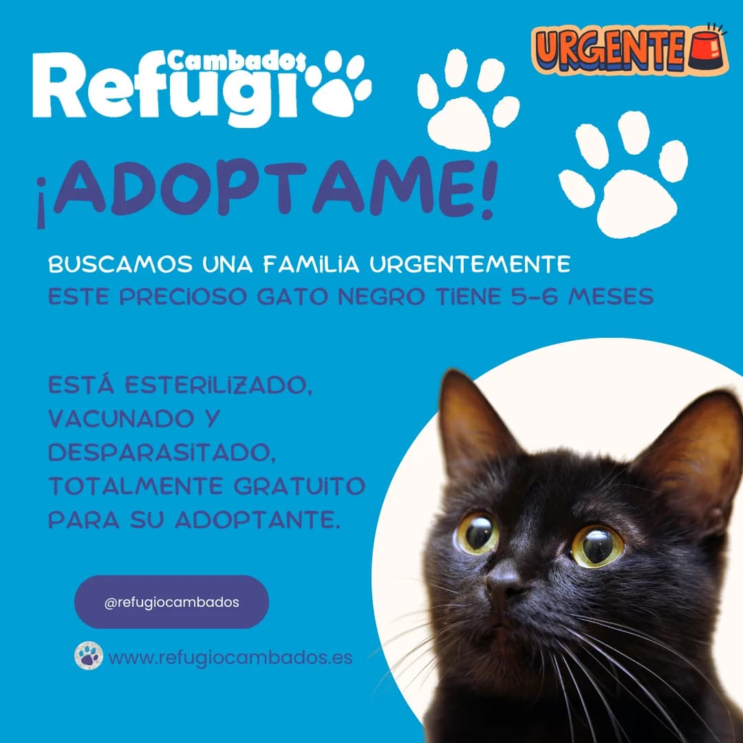 Nen, male puppy Mixed Breed for adoption at Refugio Cambados