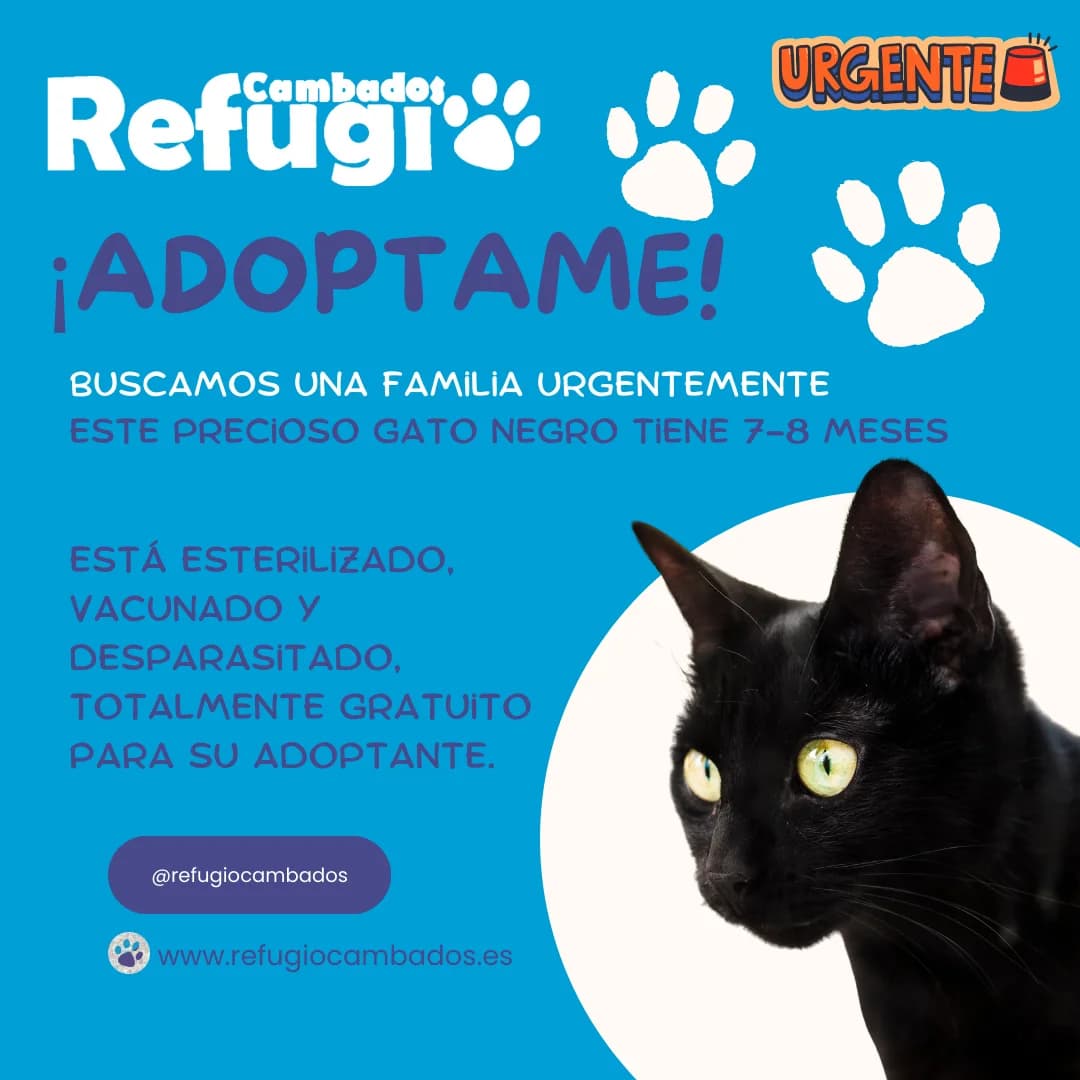 Pombi, male puppy Mixed Breed for adoption at Refugio Cambados