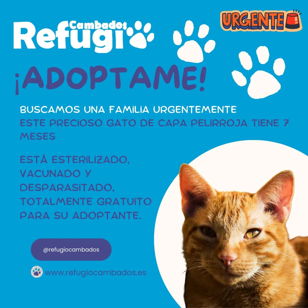 Peli, male puppy Mixed Breed for adoption at Refugio Cambados