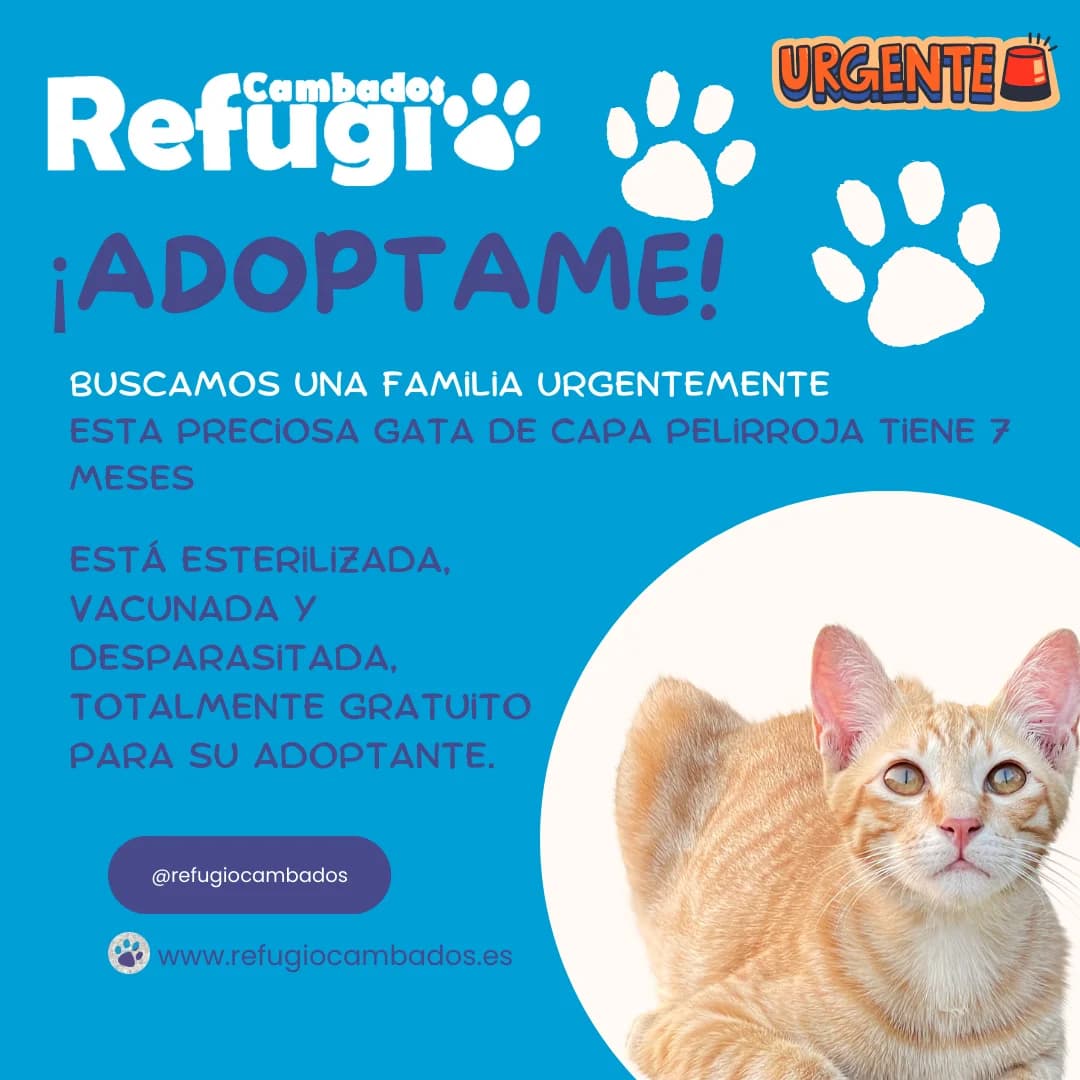 Meli, female puppy Mixed Breed for adoption at Refugio Cambados