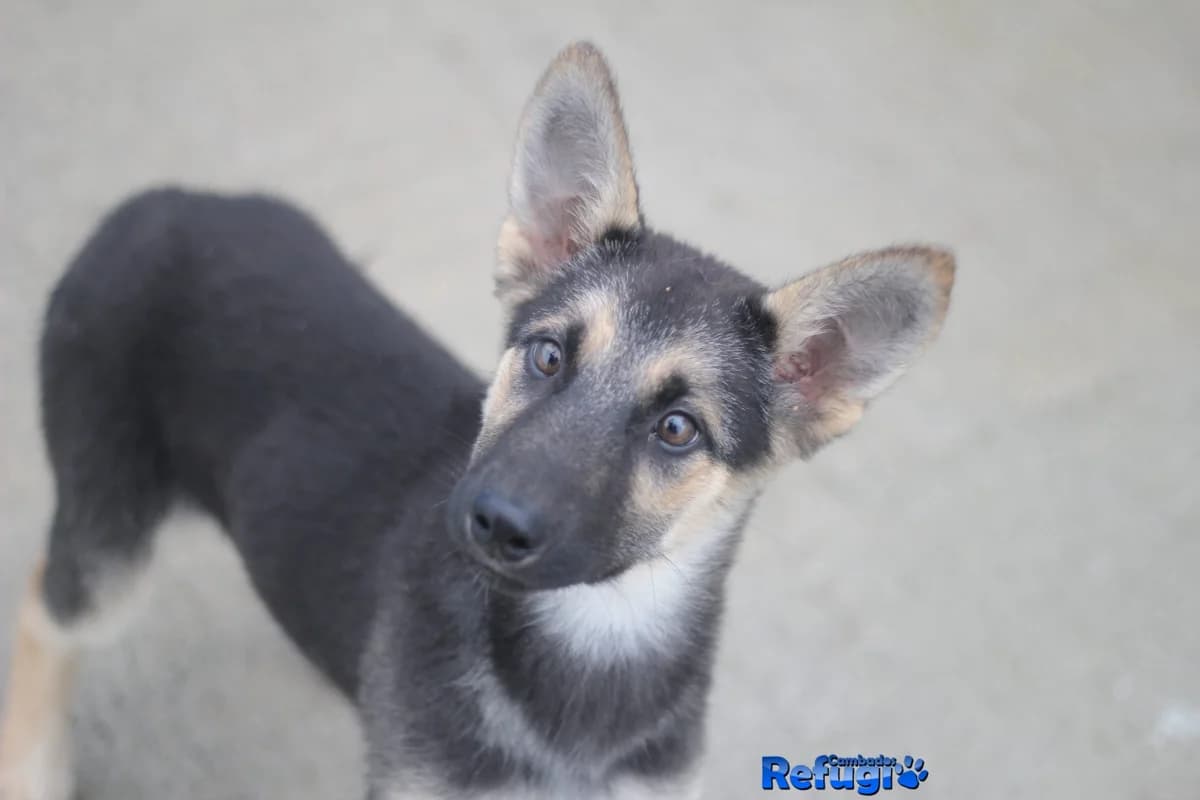Nébula, female Mixed Breed for adoption at Refugio Cambados