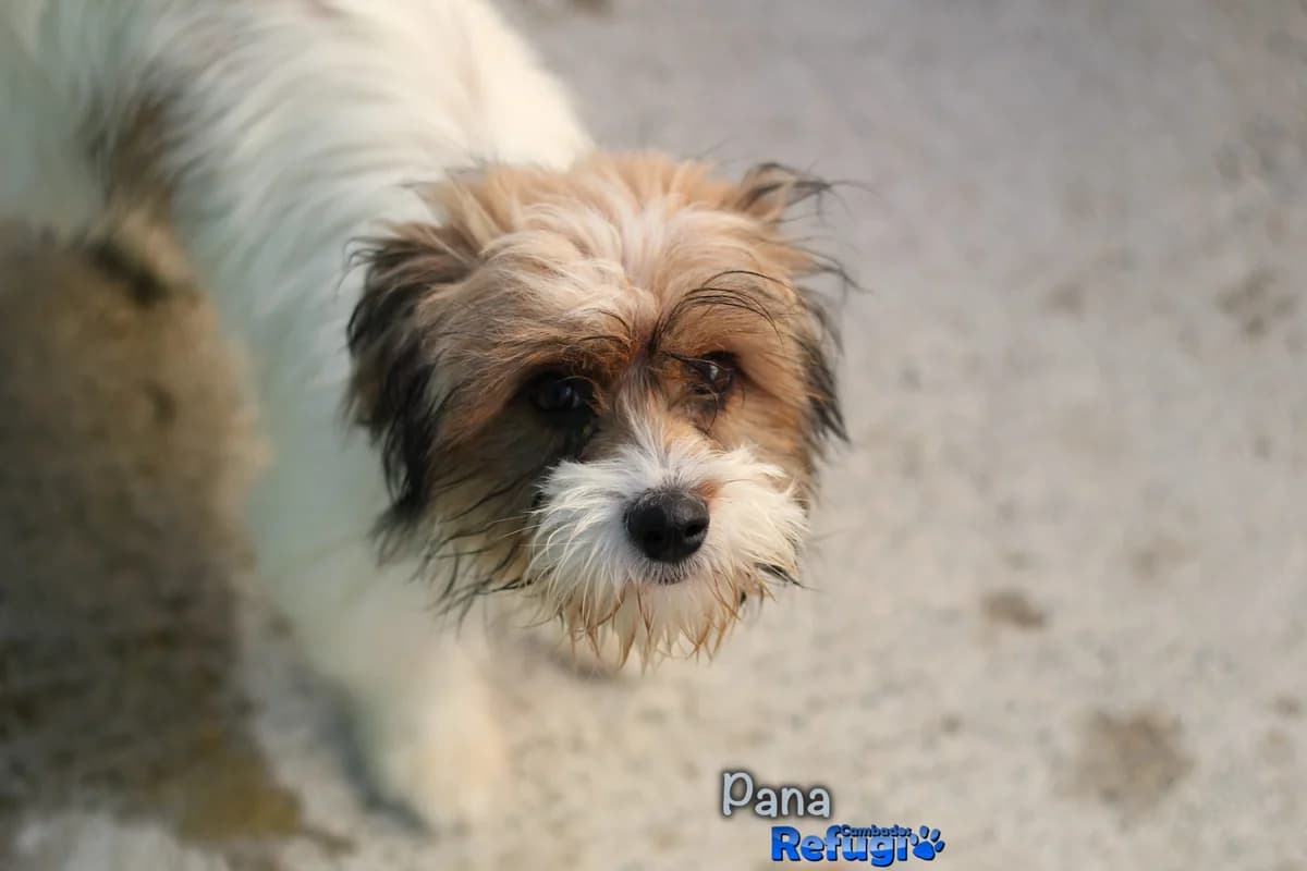 Pana, male puppy Mixed Breed for adoption at Refugio Cambados