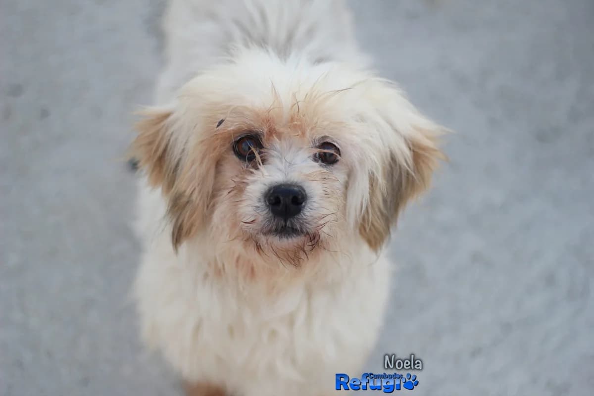Noela, female 3yo Mixed Breed for adoption at Refugio Cambados