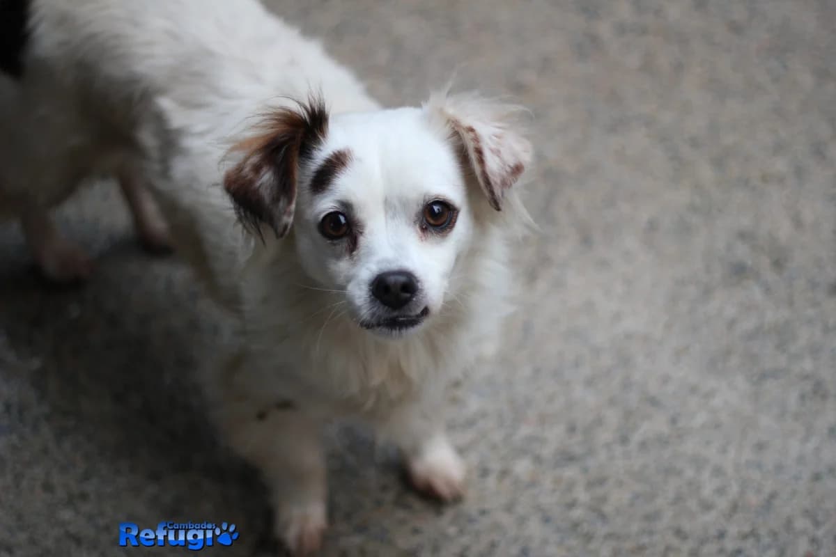 Runa, female 3yo Mixed Breed for adoption at Refugio Cambados