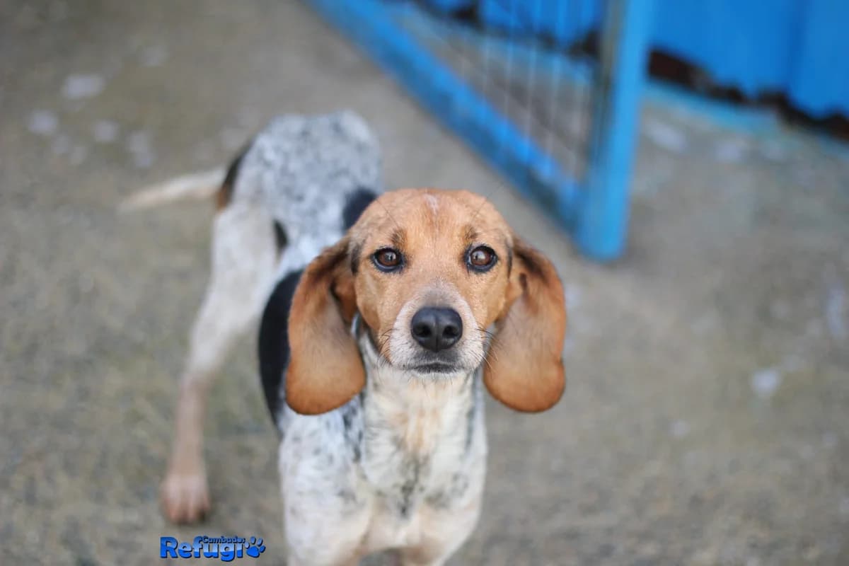 Ortiga, female young Mixed Breed for adoption at Refugio Cambados