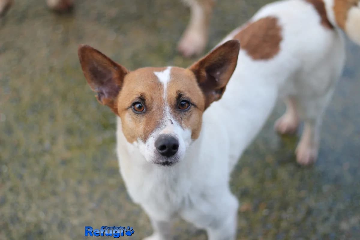 Panchi, male young Mixed Breed for adoption at Refugio Cambados