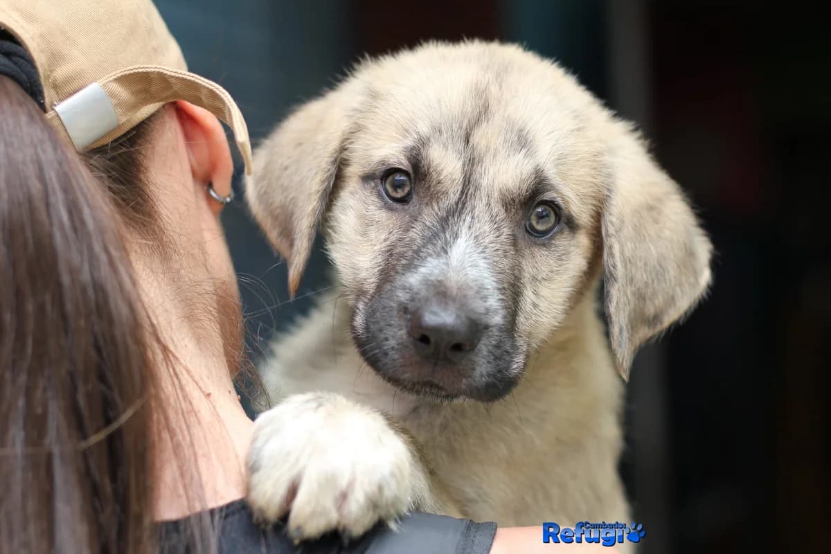 Juno, male Mixed Breed for adoption at Refugio Cambados