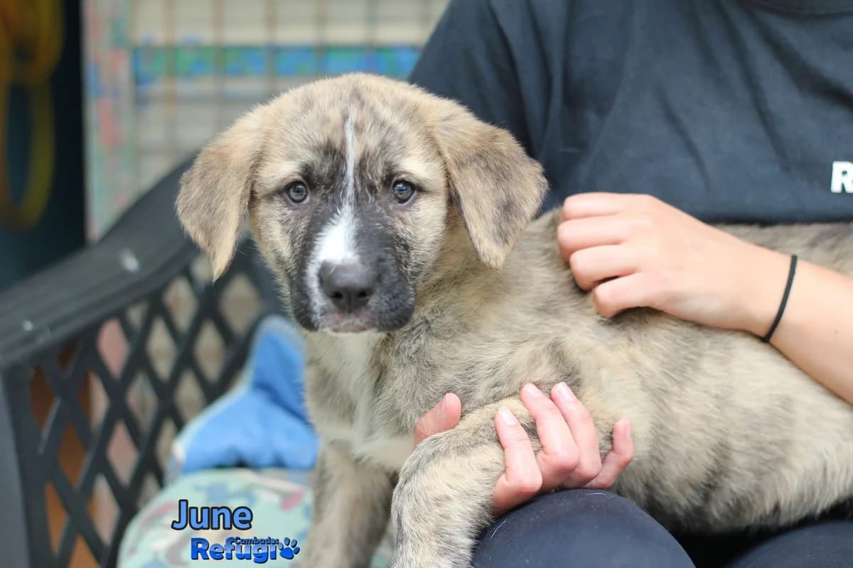 June, female Mixed Breed for adoption at Refugio Cambados