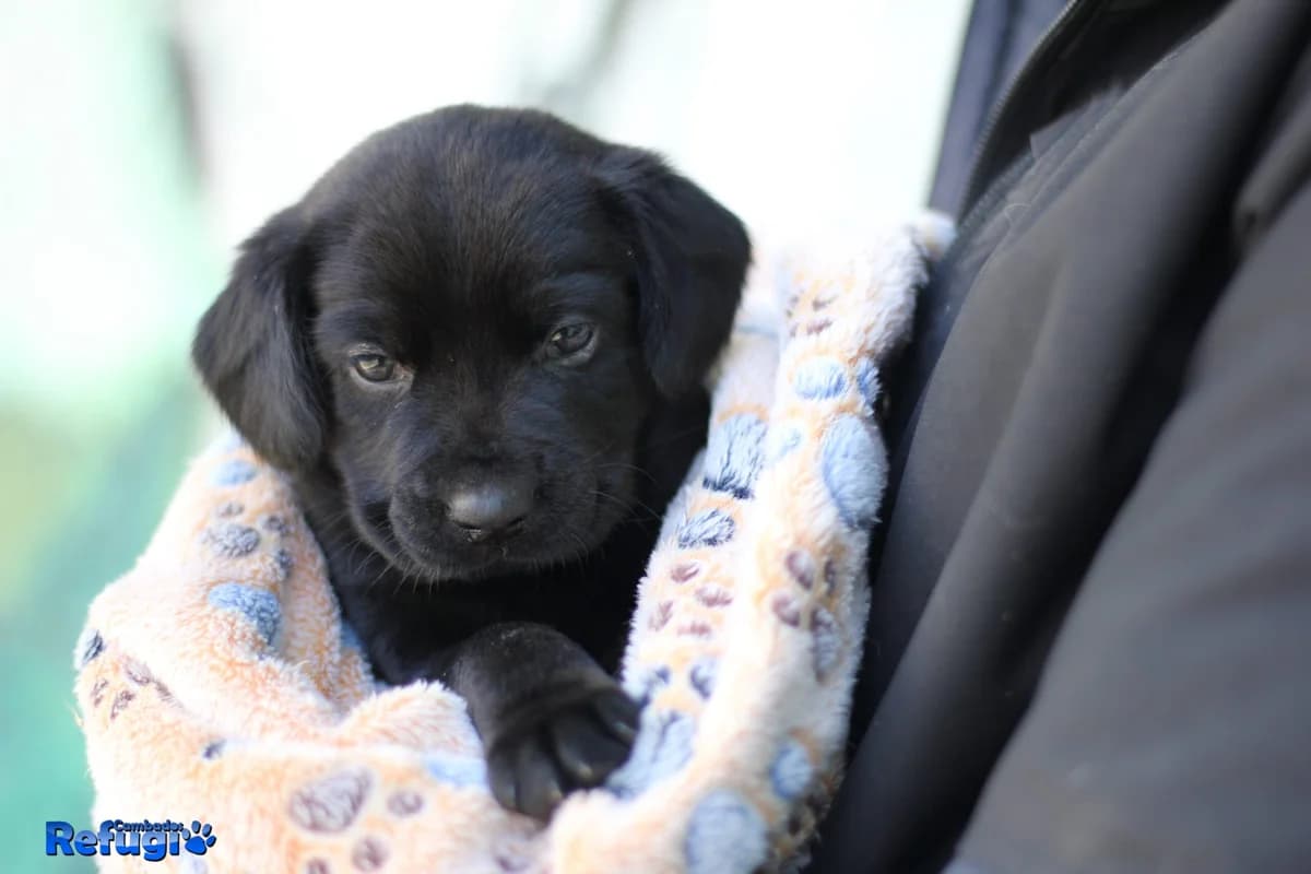 Rocher, male puppy Mixed Breed for adoption at Refugio Cambados