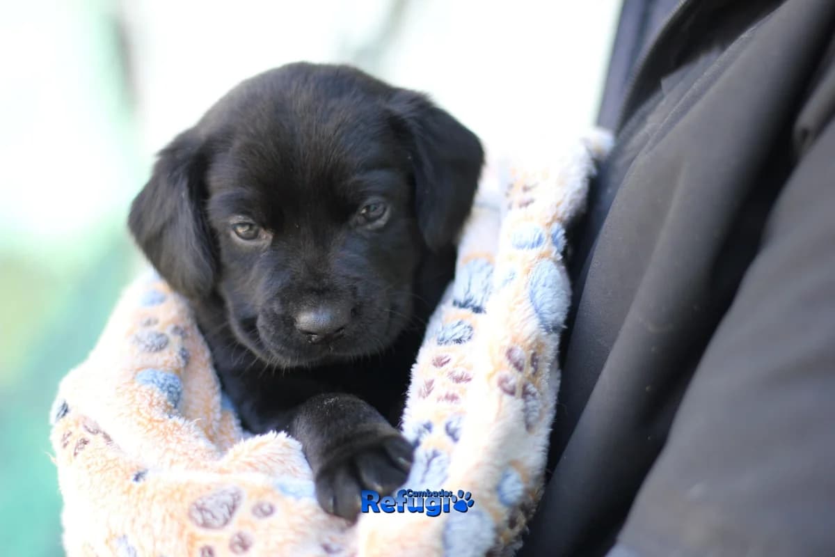 Ferrero, male puppy Mixed Breed for adoption at Refugio Cambados