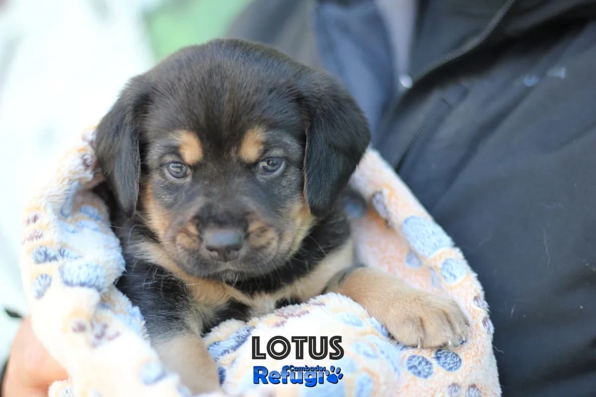 lotus, male puppy Mixed Breed for adoption at Refugio Cambados