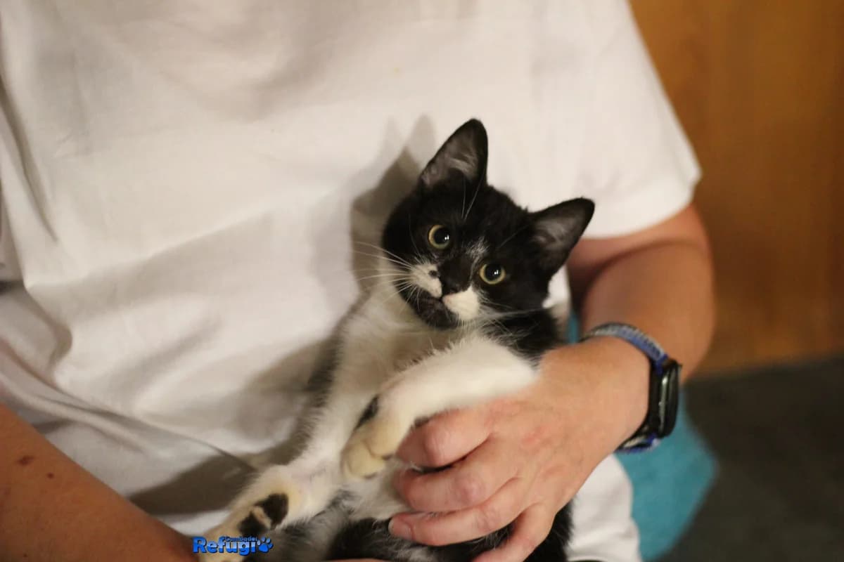Pepe, male puppy Mixed Breed for adoption at Refugio Cambados
