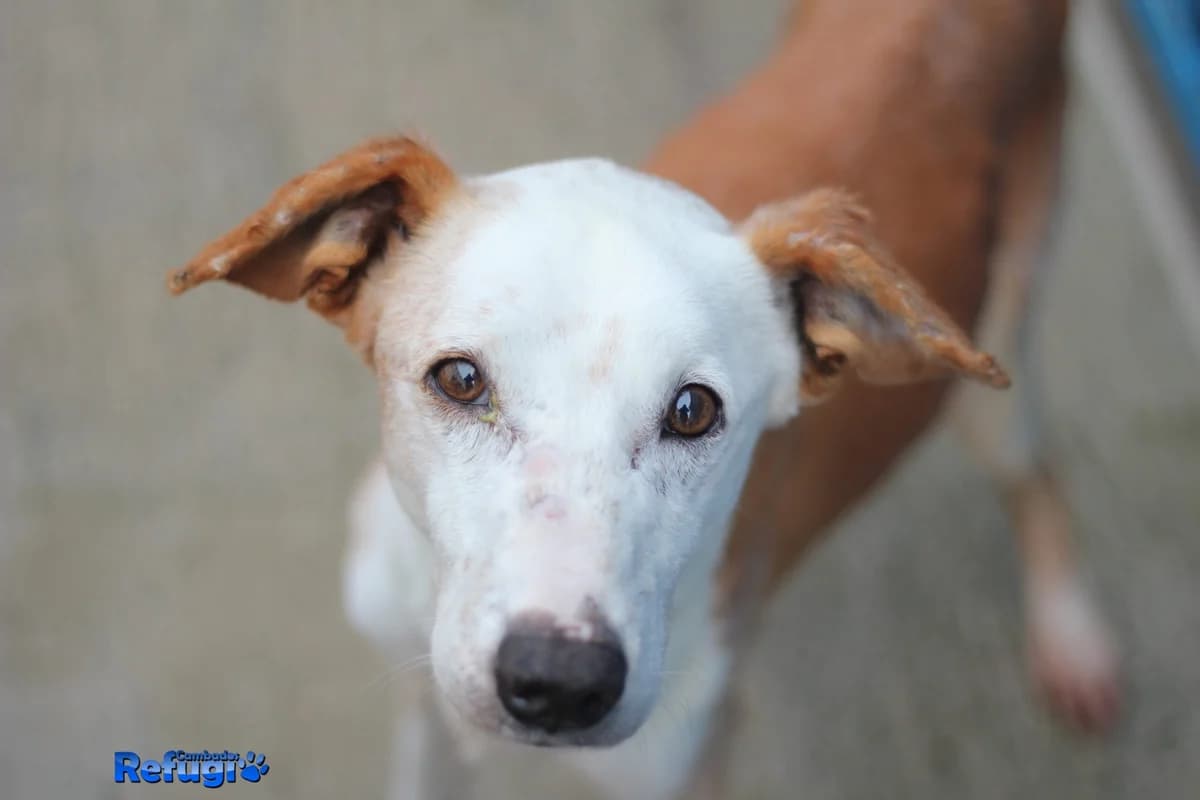 Biss, female Mixed Breed for adoption at Refugio Cambados
