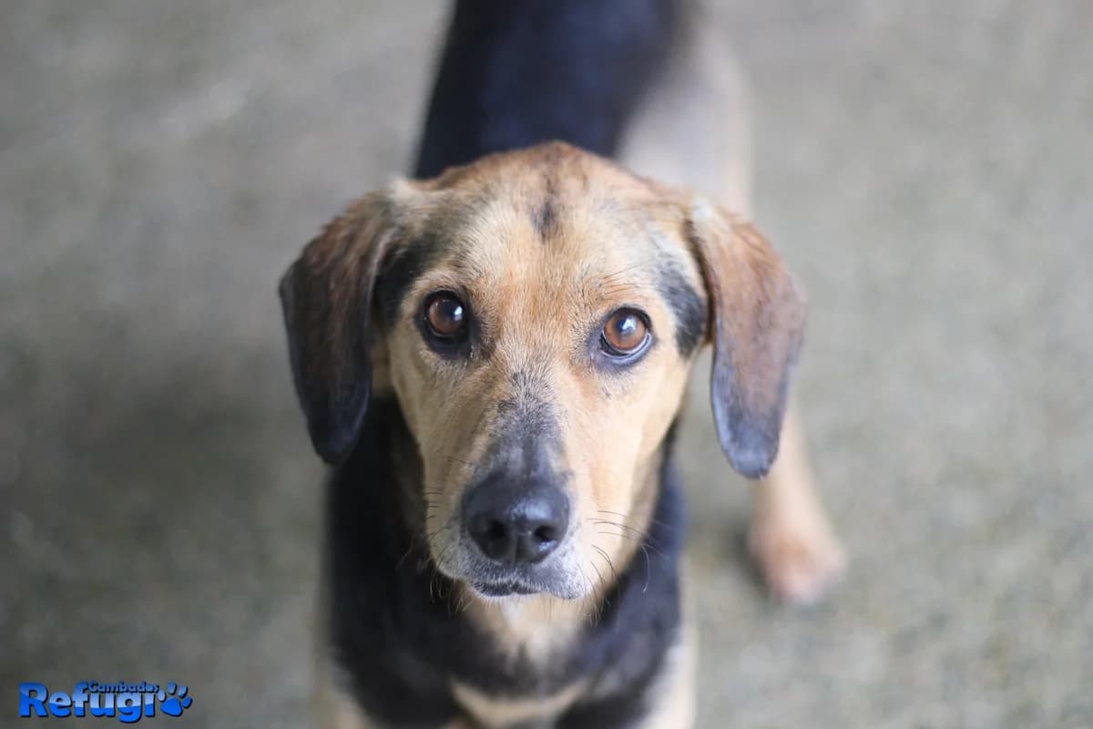Kael, male young Mixed Breed for adoption at Refugio Cambados