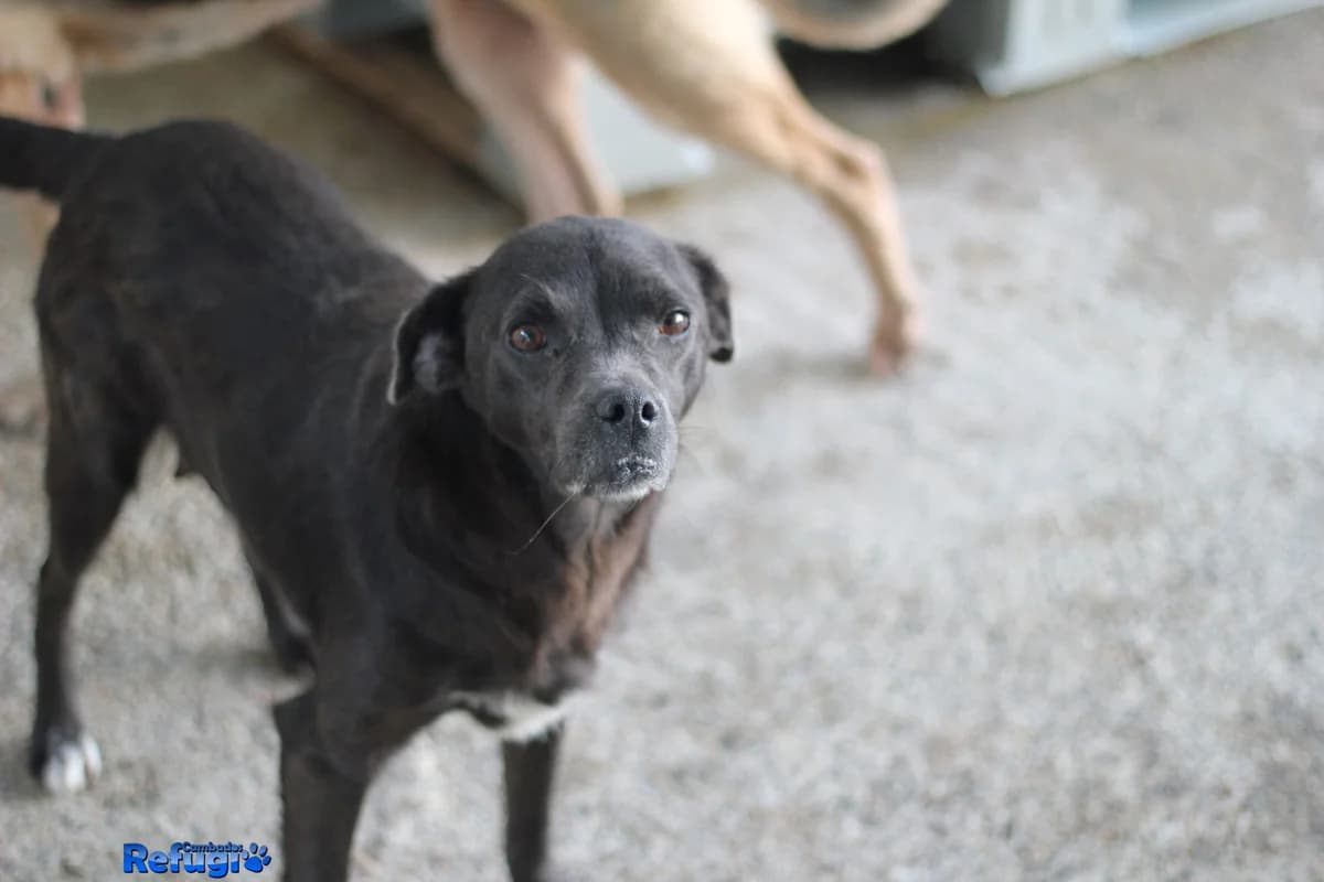 Zana, female 4yo Mixed Breed for adoption at Refugio Cambados