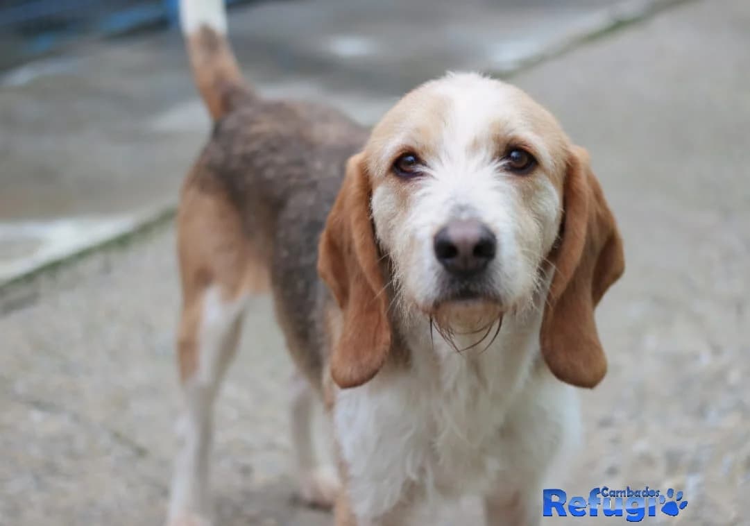 Choke, male Mixed Breed for adoption at Refugio Cambados