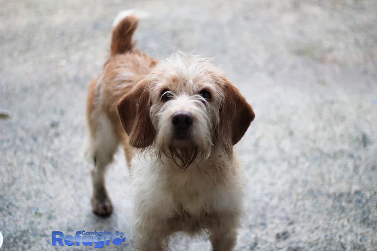 Melendi, male Mixed Breed for adoption at Refugio Cambados