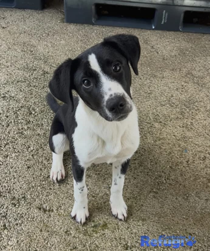 Domino, male puppy Mixed Breed for adoption at Refugio Cambados