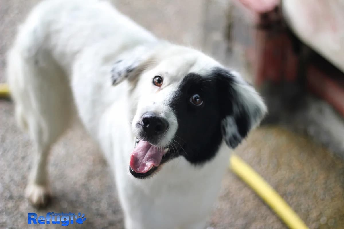 Bellatrix, female Mixed Breed for adoption at Refugio Cambados