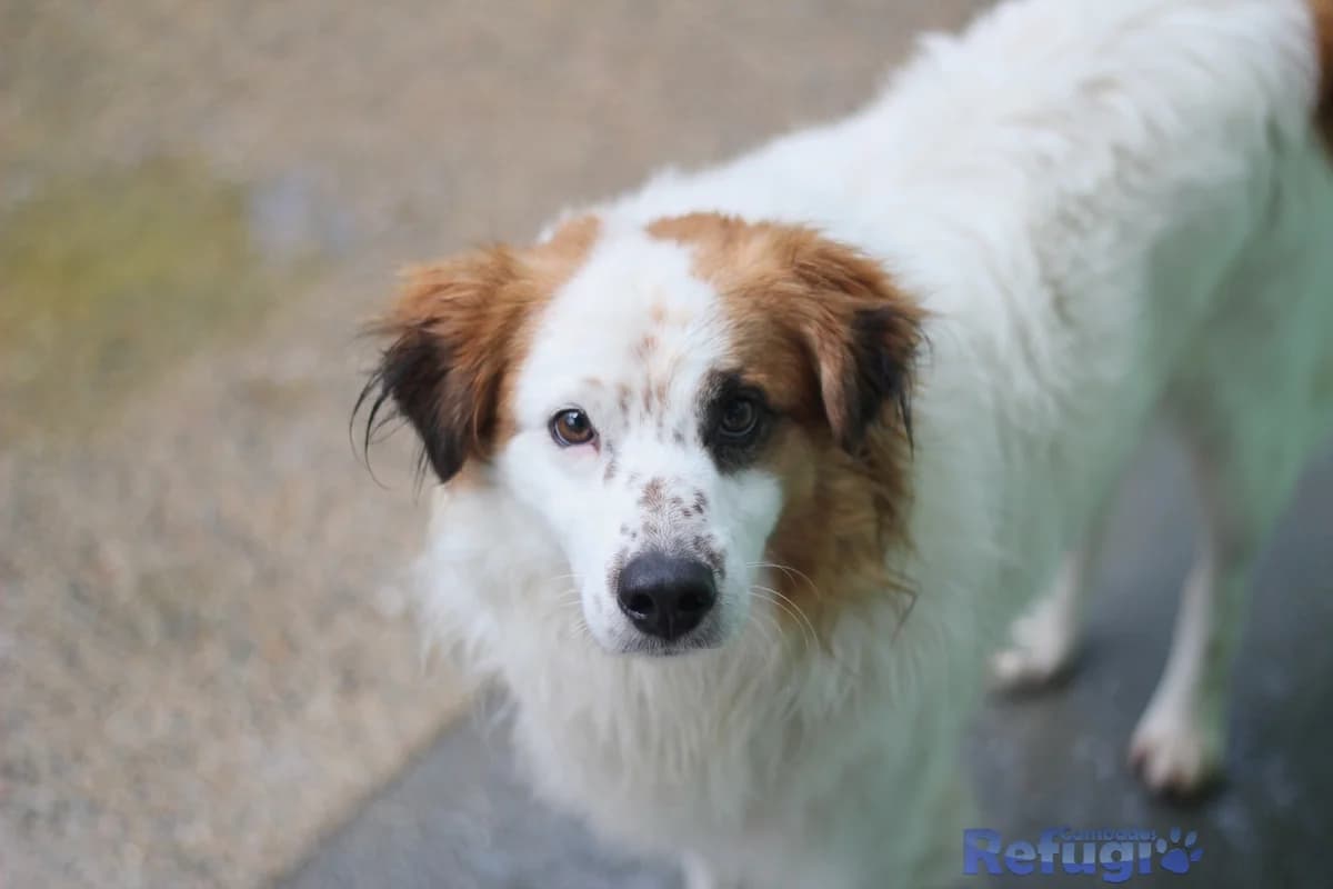 Pixel, male Mixed Breed for adoption at Refugio Cambados