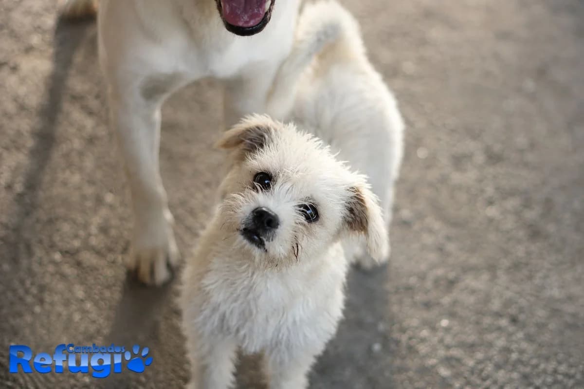 Gau, male young Mixed Breed for adoption at Refugio Cambados