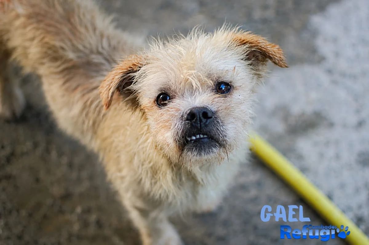 Gael, male 3yo Mixed Breed for adoption at Refugio Cambados