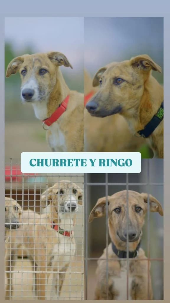 Churrete y Ringo, male puppy Mixed Breed for adoption at Refugio Canino Torres