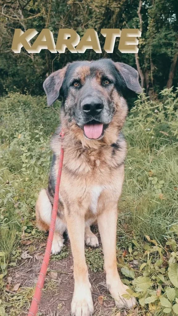 Karate, male Mixed Breed for adoption at Refugio Canino Torres