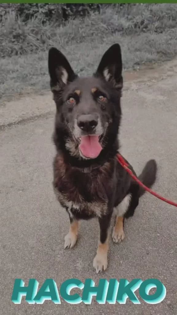 Hachiko, male German Shepherd for adoption at Refugio Canino Torres