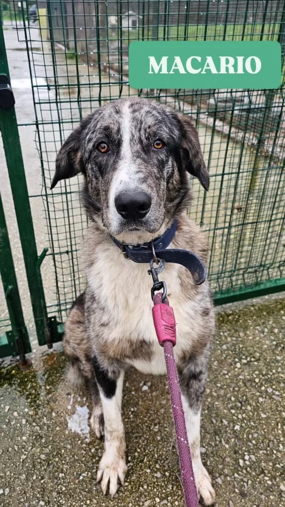Macario, male Spanish Mastiff for adoption at Refugio Canino Torres
