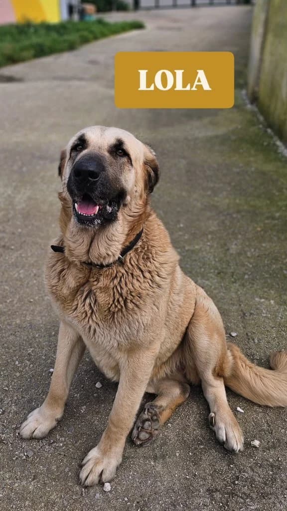 Lola, female Spanish Mastiff for adoption at Refugio Canino Torres