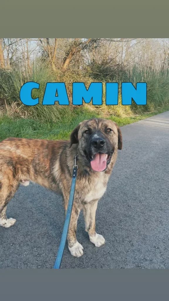 Camin, male Spanish Mastiff for adoption at Refugio Canino Torres