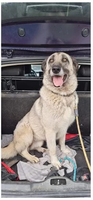 Elton, male Mixed Breed for adoption at Refugio Canino Torres