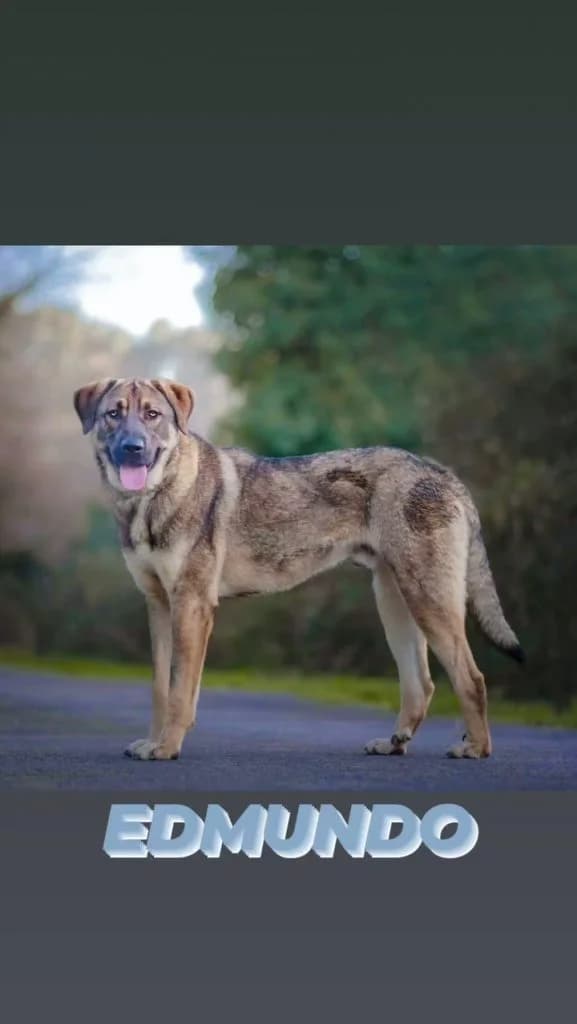 Edmundo, male Mixed Breed for adoption at Refugio Canino Torres