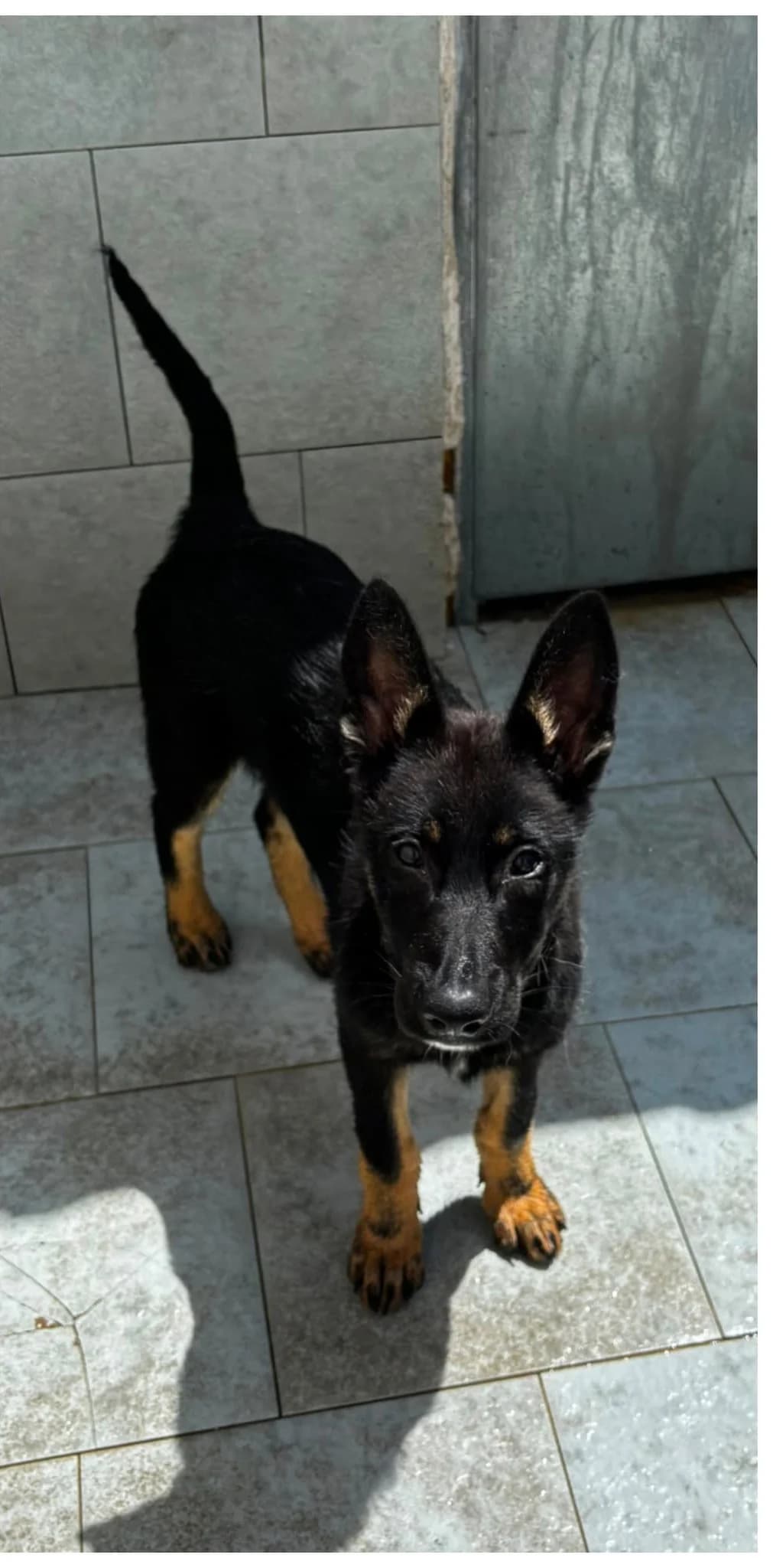 Chase, male puppy Mixed Breed for adoption at Refugio Canino Torres