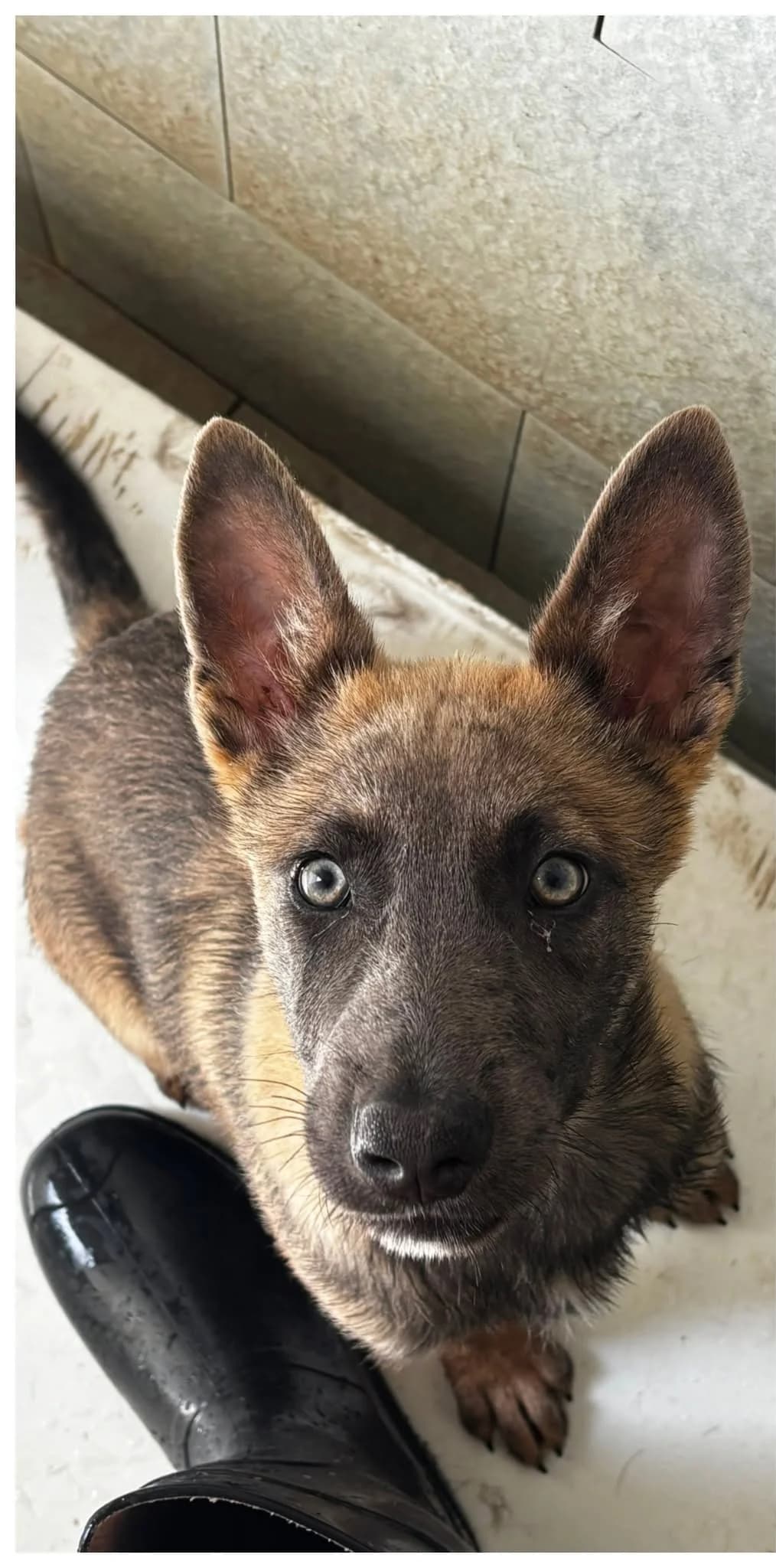 Everest, female puppy Mixed Breed for adoption at Refugio Canino Torres