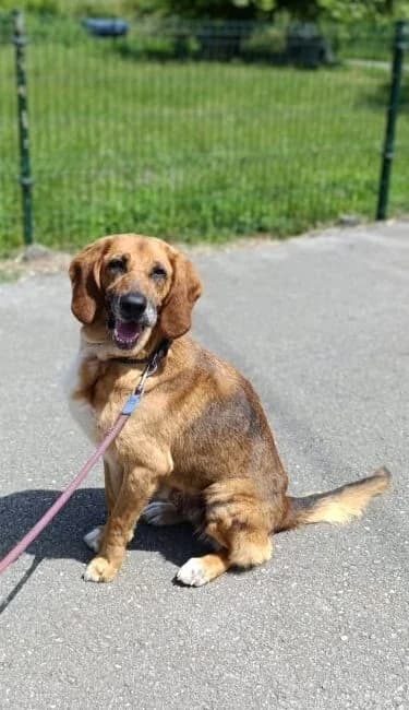 Musa, female Mixed Breed for adoption at Refugio Canino Torres