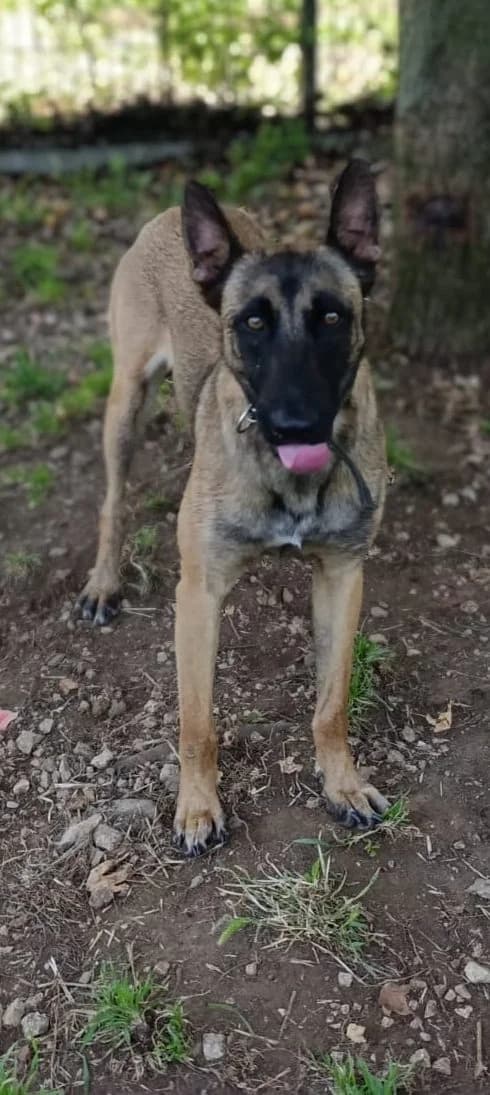 Sahona, female Belgian Malinois for adoption at Refugio Canino Torres
