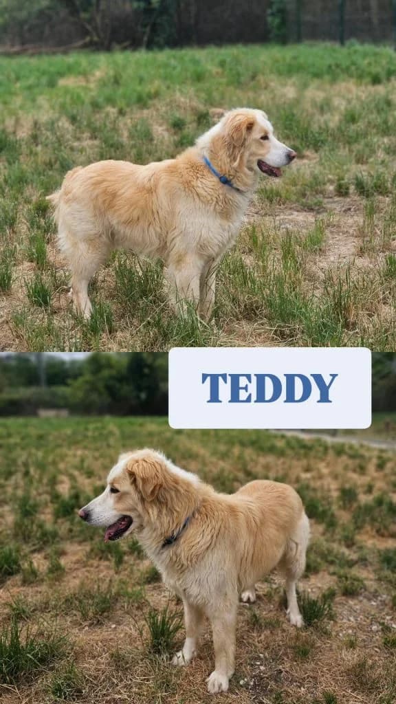 Teddy, male Mixed Breed for adoption at Refugio Canino Torres