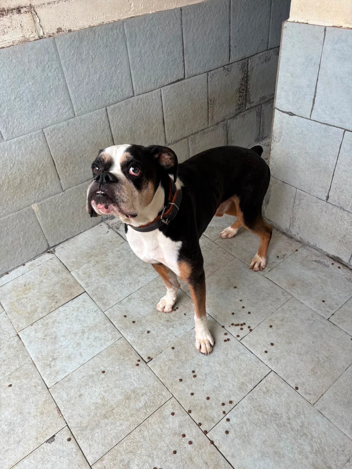 Nemo, male mixed breed for adoption at Refugio Canino Torres