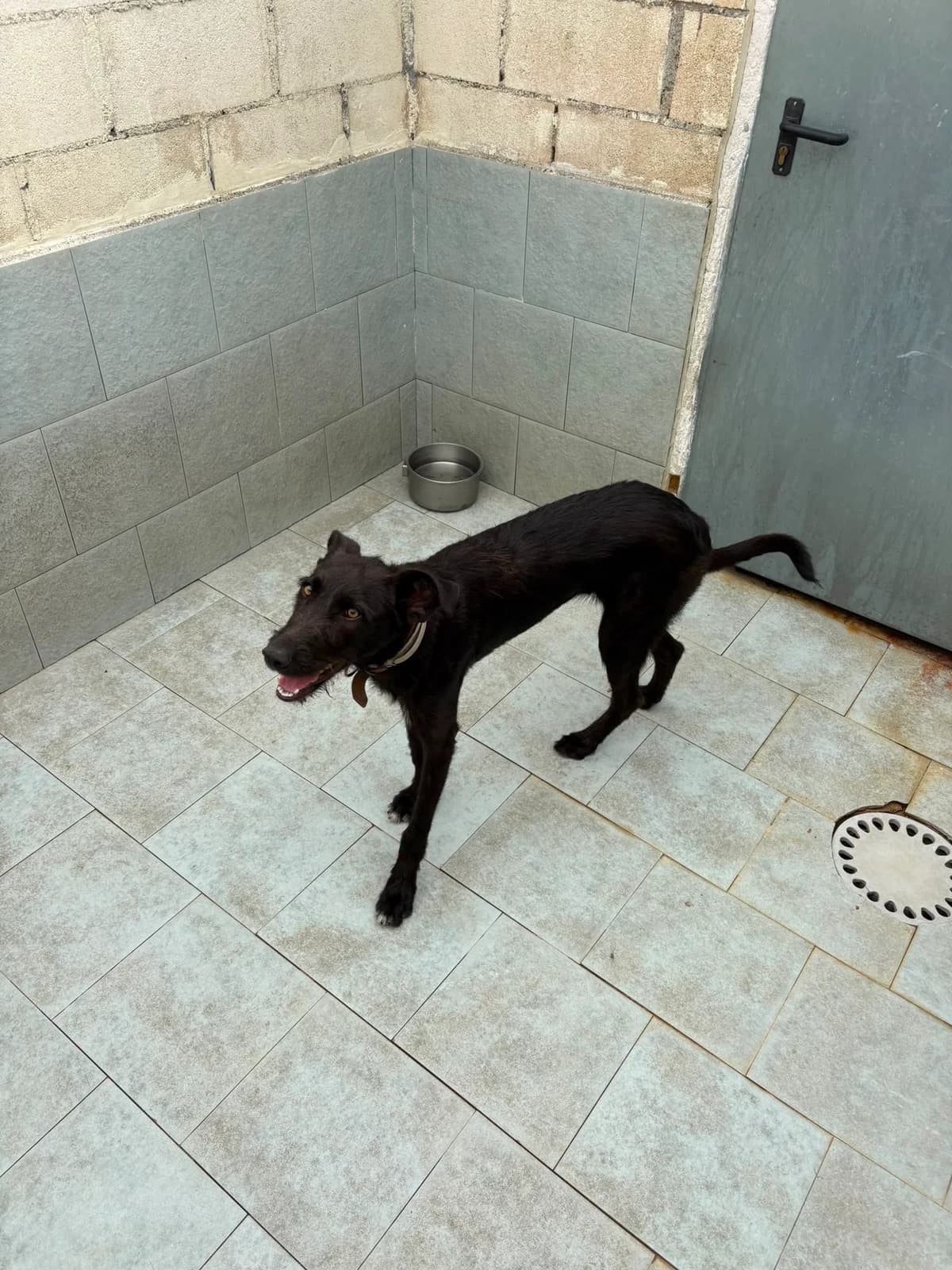 Luno, male puppy mixed breed for adoption at Refugio Canino Torres