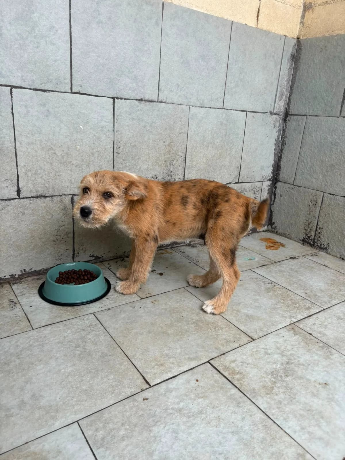 Casio, male mixed breed for adoption at Refugio Canino Torres