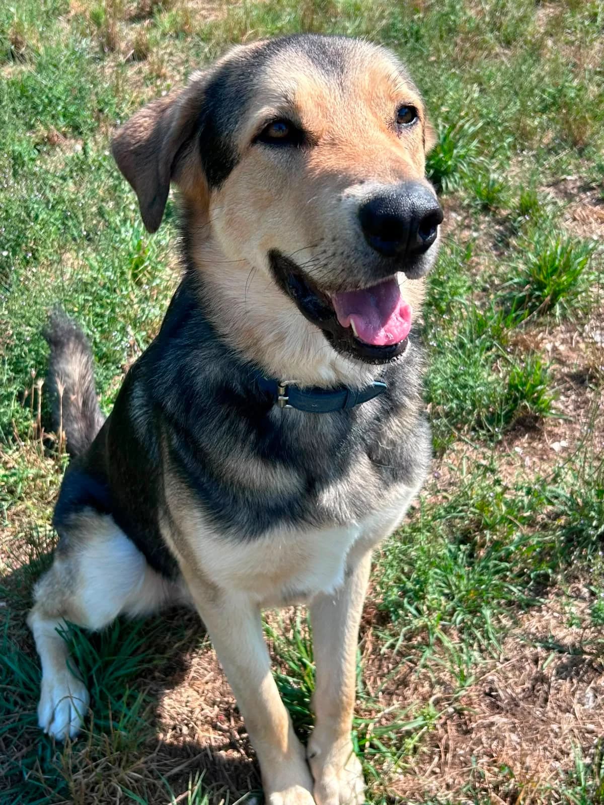 Beso, male Mixed Breed for adoption at Refugio Canino Torres