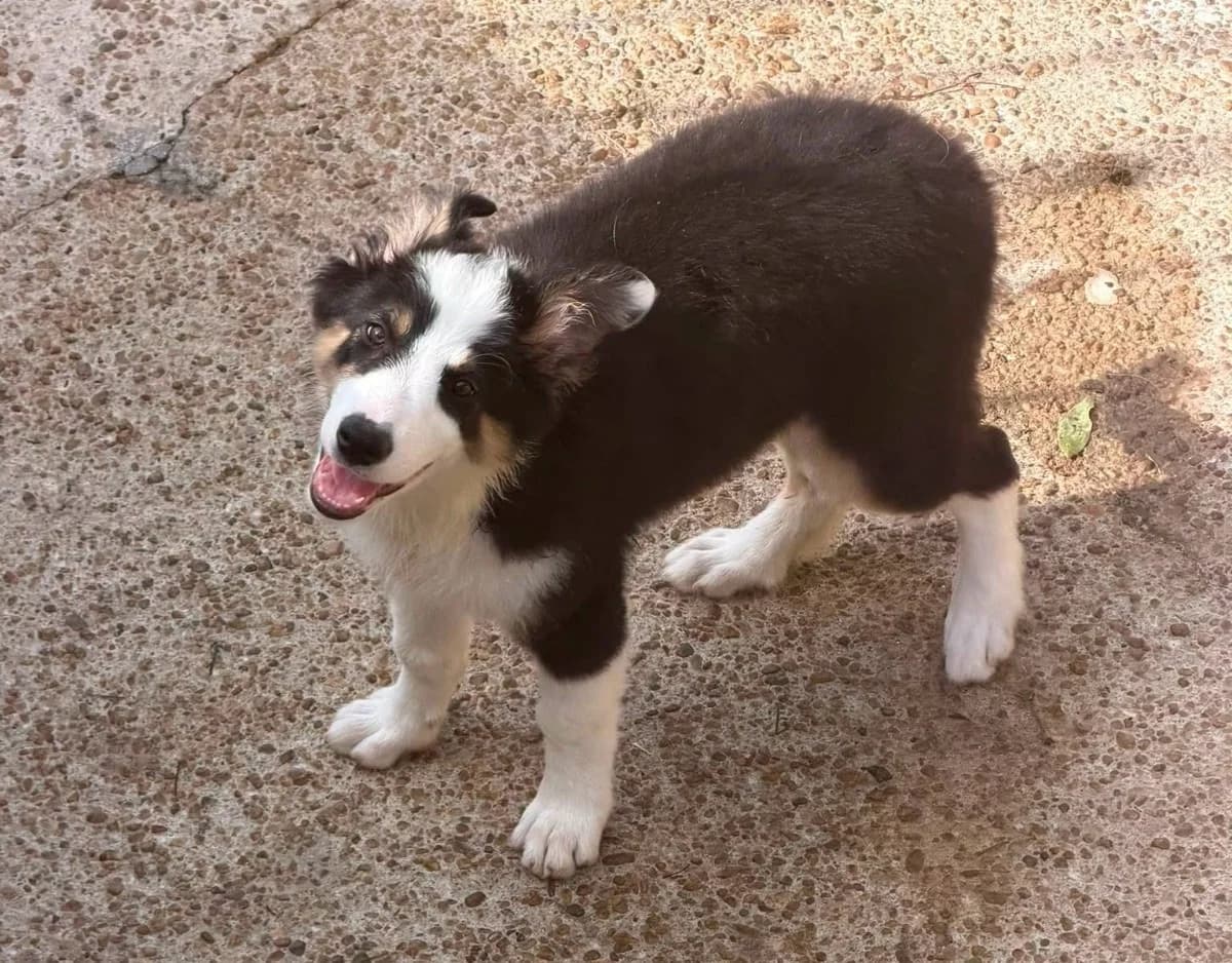 Koko Moka, male puppy Mixed Breed for adoption at Refugio Canino Torres