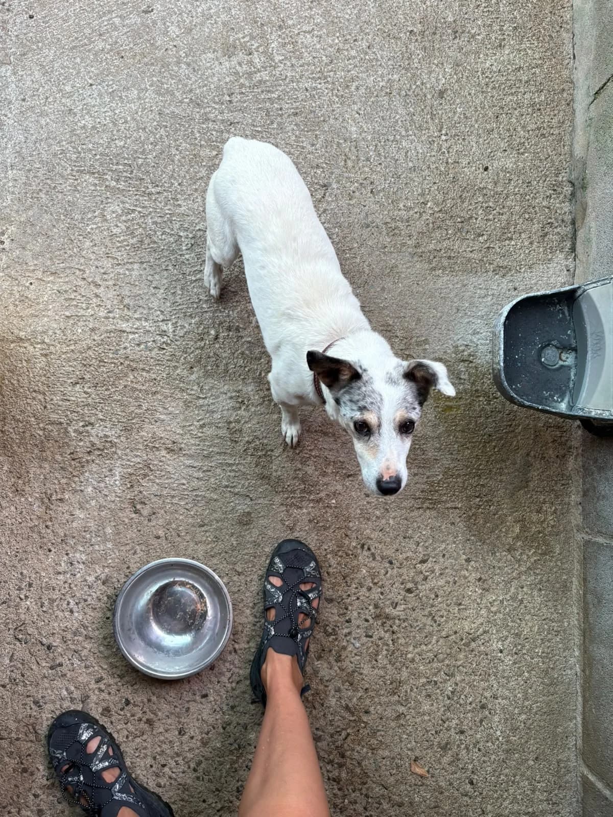 Jash, male senior mixed breed for adoption at Refugio Canino Torres